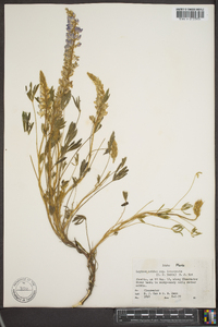 Lupinus aridus subsp. lenorensis image