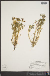 Lupinus bicolor subsp. microphyllus image