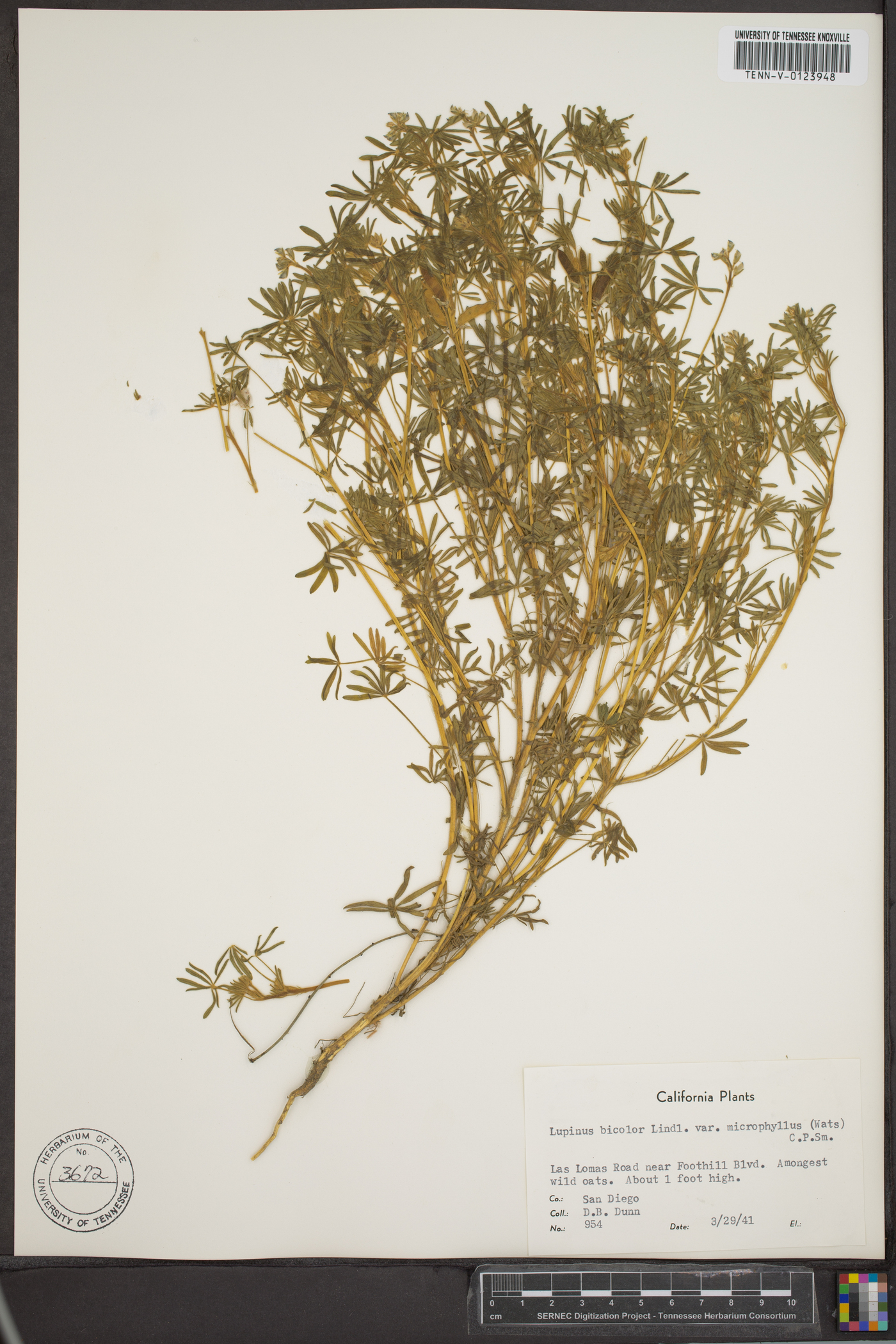 Lupinus bicolor subsp. microphyllus image