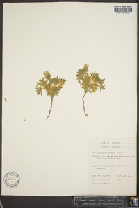 Lupinus caespitosus image