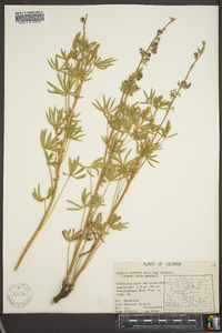 Lupinus caudatus image