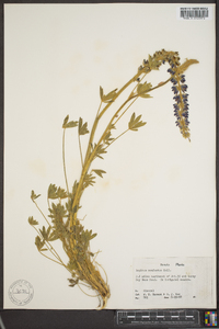 Lupinus confertus image