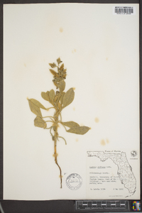 Lupinus diffusus image