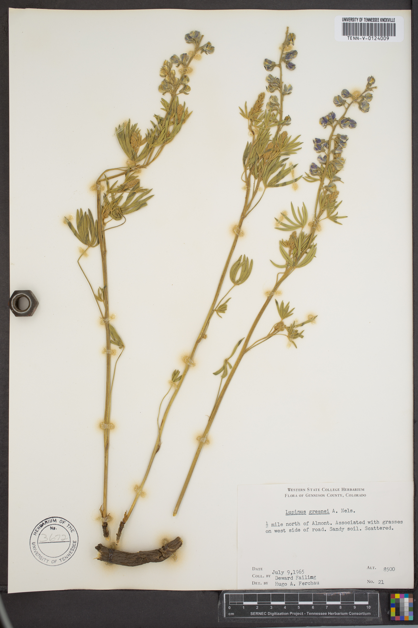 Lupinus formosus var. robustus image