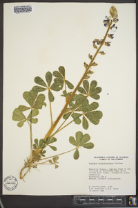 Lupinus hirsutissimus image