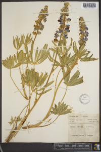 Lupinus humicola image