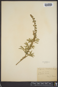 Lupinus argenteus var. laxiflorus image