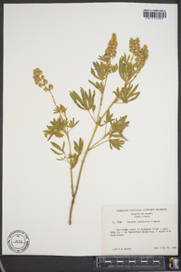 Lupinus argenteus var. laxiflorus image