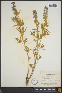 Lupinus argenteus var. laxiflorus image