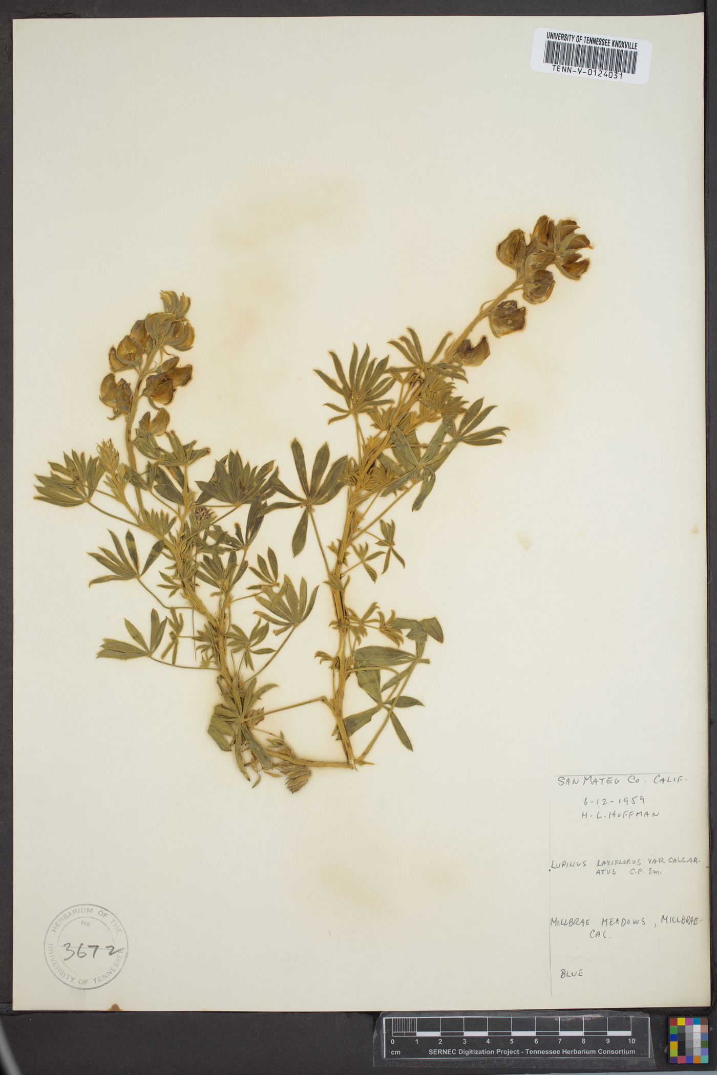 Lupinus calcaratus image
