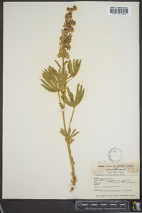 Lupinus meionanthus image