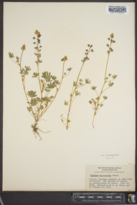 Lupinus polycarpus image