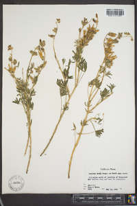 Lupinus nanus subsp. latifolius image