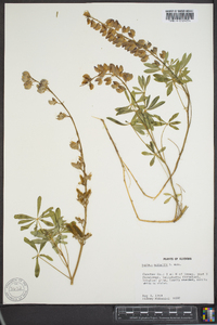 Lupinus nuttallii image