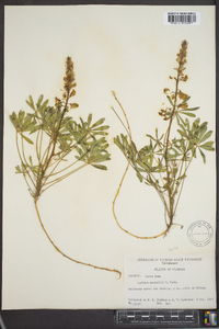 Lupinus nuttallii image