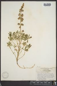 Lupinus nuttallii image