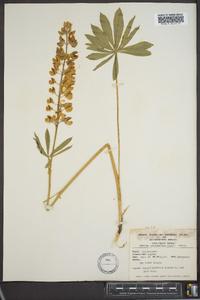 Lupinus polyphyllus image