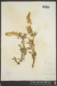 Lupinus argenteus subsp. rubricaulis image