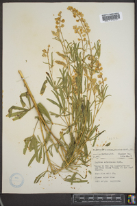 Lupinus scheuberae image