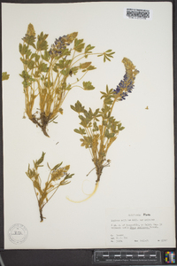 Lupinus sellulus var. sellulus image