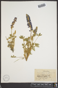 Lupinus sellulus image