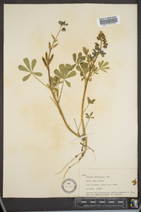 Lupinus subcarnosus image