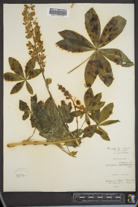 Lupinus superbus image