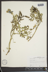 Lupinus texensis image