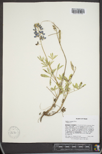 Lupinus texensis image