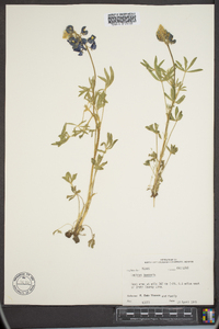 Lupinus texensis image