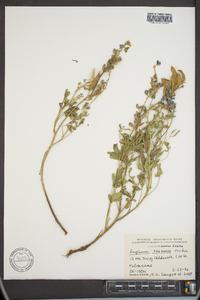 Lupinus texensis image