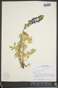 Lupinus texensis image