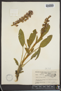 Lupinus villosus image