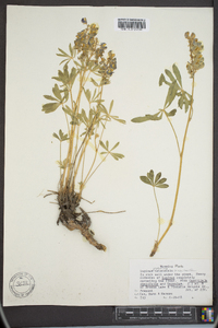 Lupinus wyethii subsp. tetonensis image