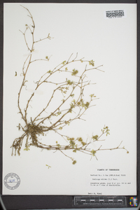 Medicago minima image