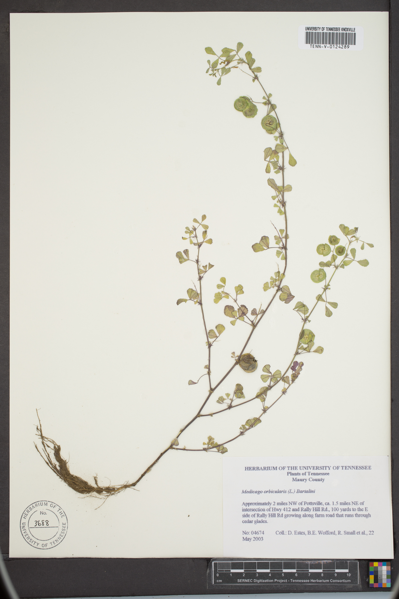 Medicago orbicularis image