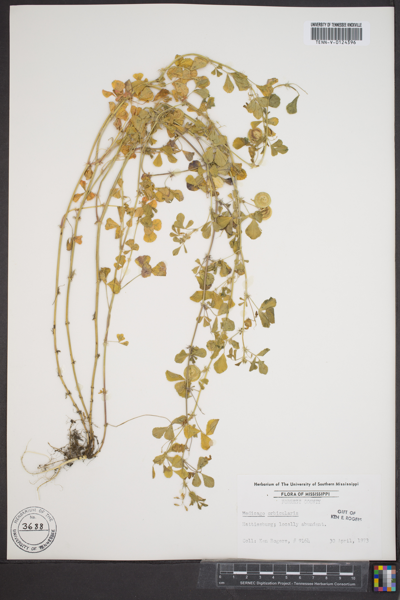 Medicago orbicularis image