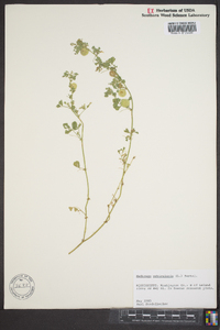 Medicago orbicularis image