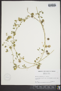 Medicago orbicularis image