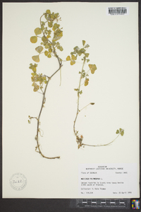 Medicago polymorpha image