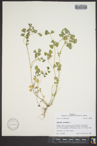 Medicago polymorpha image