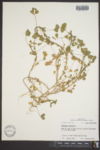 Medicago polymorpha image