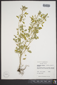 Melilotus indica image