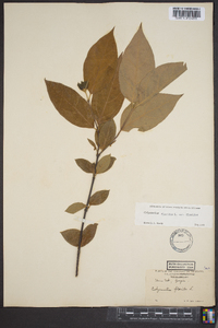 Calycanthus floridus var. floridus image