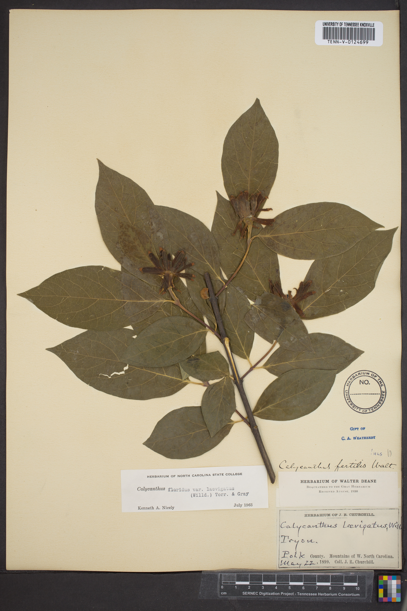 Calycanthus floridus var. laevigatus image