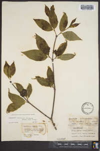 Calycanthus floridus var. laevigatus image