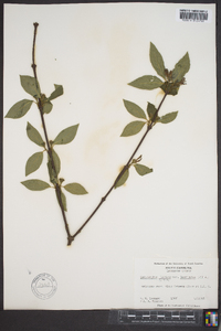 Calycanthus floridus image