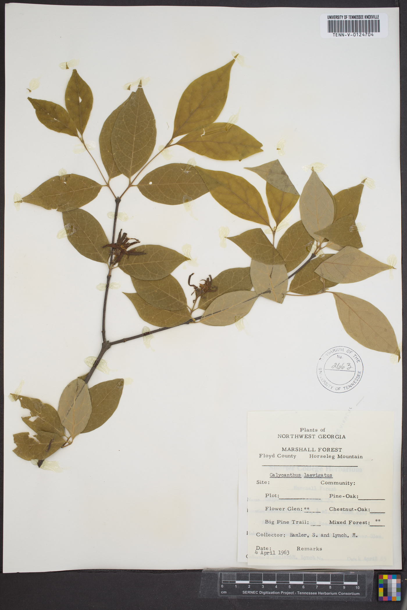 Calycanthus laevigatus image