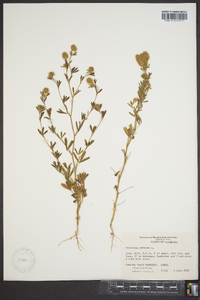 Trifolium arvense image