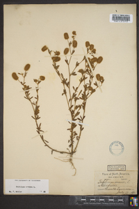 Trifolium arvense image